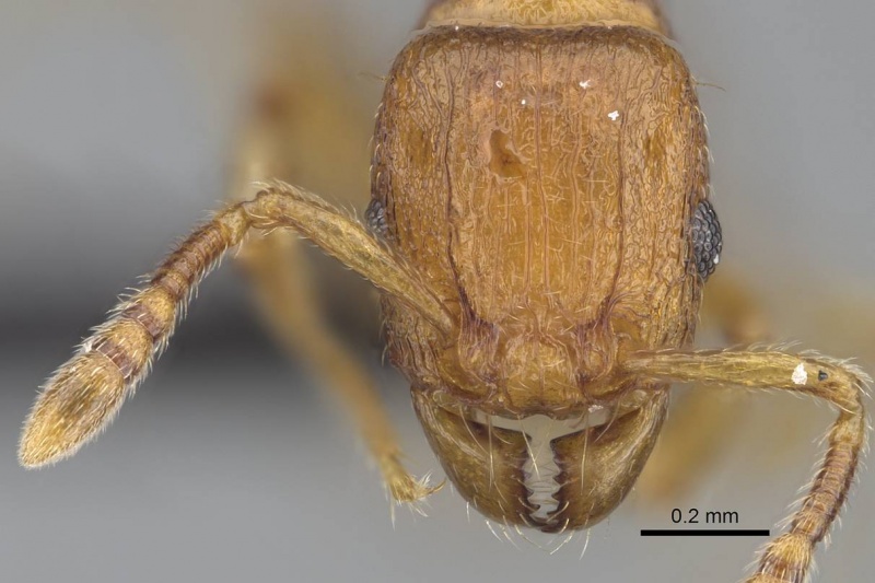 File:Tetramorium karthala casent0137302 h 1 high.jpg