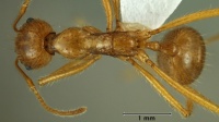 Aphaenogaster kimberleyensis top view