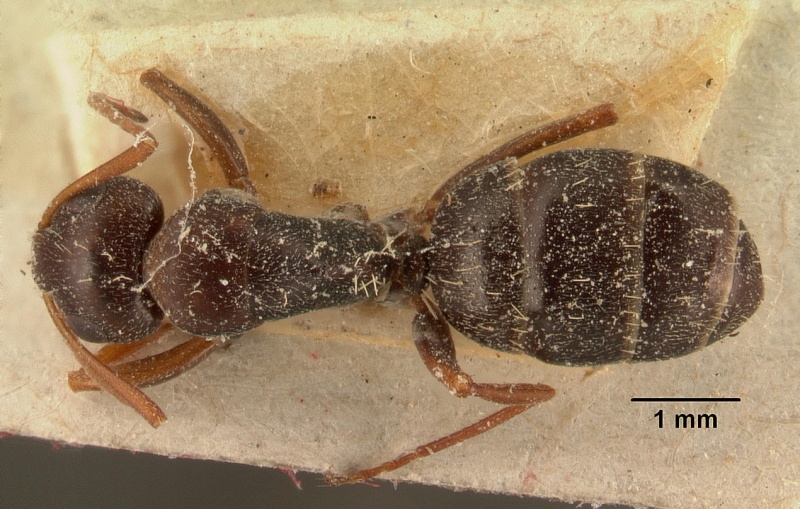 File:Camponotus auropubens aldabrensis casent0101126 dorsal 1.jpg