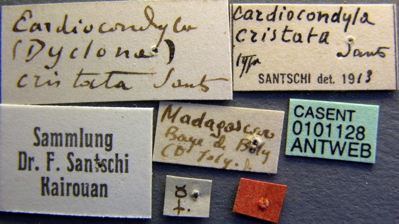 File:Cardiocondyla cristata casent0101128 label 1.jpg