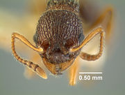 Myrmica sabuleti-subsp.-hamulata 22872 22872 hef.jpg