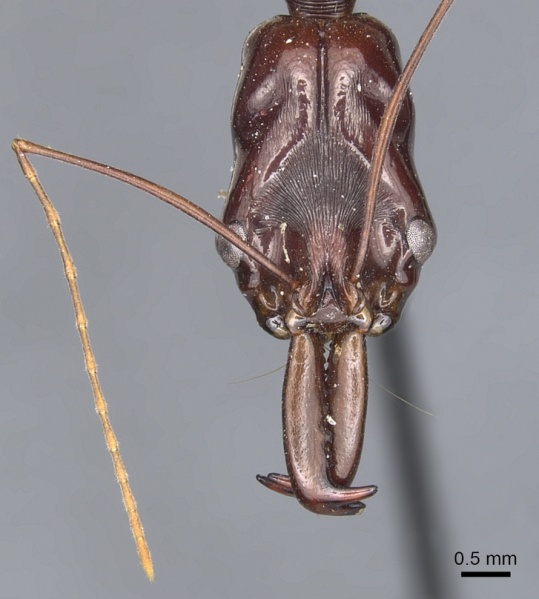 File:Odontomachus papuanus casent0903993 h 1 high.jpg