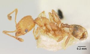 Pheidole nemoralis casent0101584 profile 1.jpg