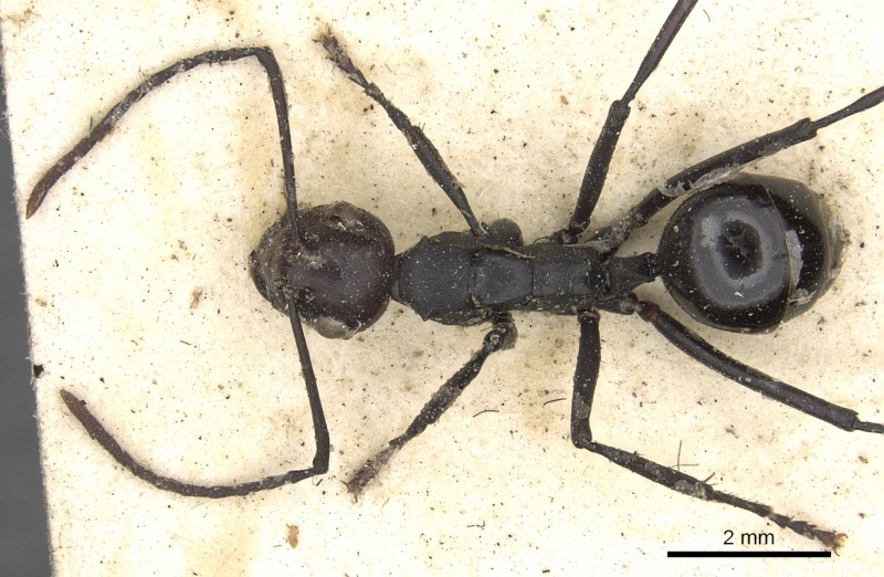 File:Polyrhachis textor casent0901849 d 2 high.jpg