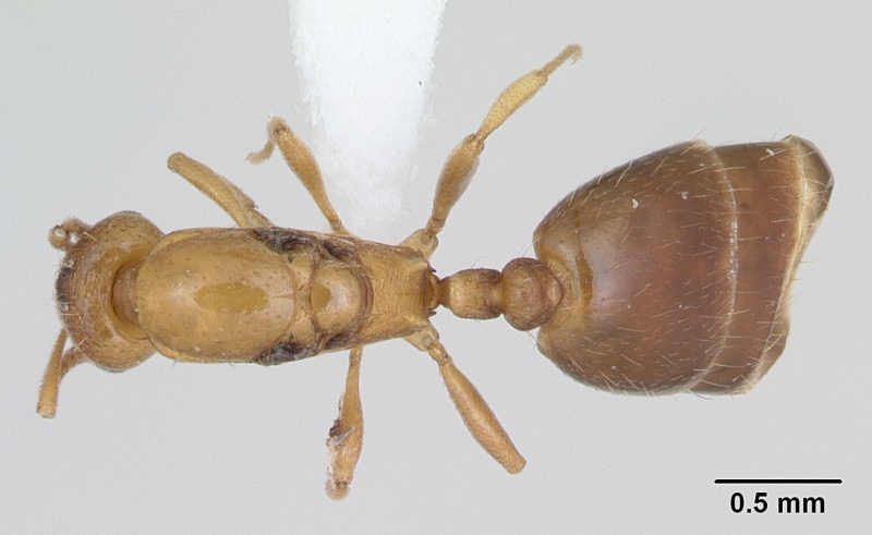 File:Royidris admixta casent0173585 d 1 high.jpg