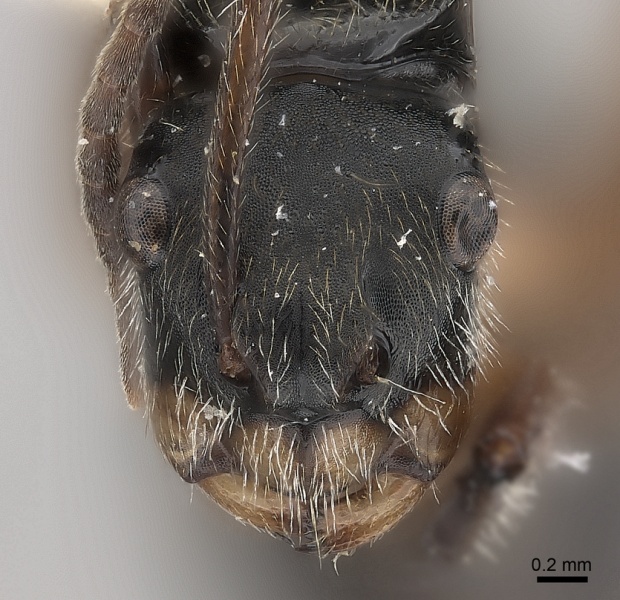 File:Camponotus wytsmani casent0217717 h 1 high.jpg