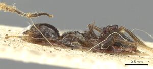 Crematogaster longispina casent0902156 p 1 high.jpg