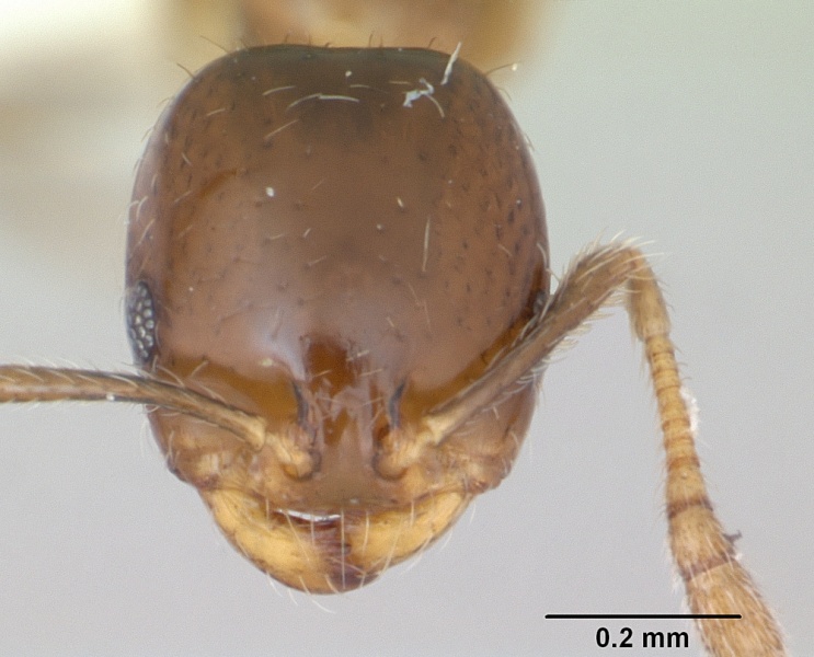 File:Monomorium bifidoclypeatum casent0173547 head 1.jpg