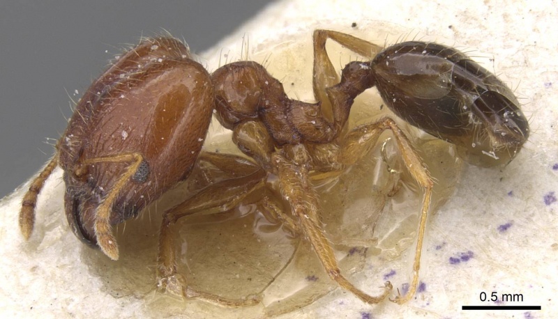 File:Pheidole decarinata casent0913301 p 1 high.jpg