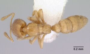 Prionopelta modesta casent0172311 dorsal 1.jpg