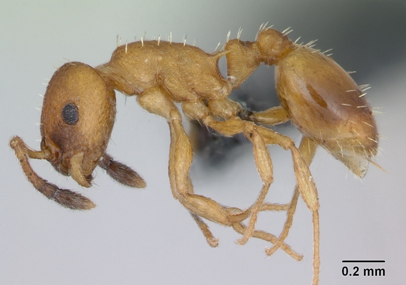 File:Temnothorax interruptus casent0173186 profile 1.jpg