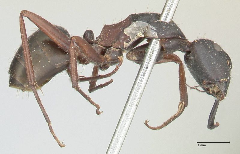 File:Camponotus dewitzii focol2470 p 2 high.jpg