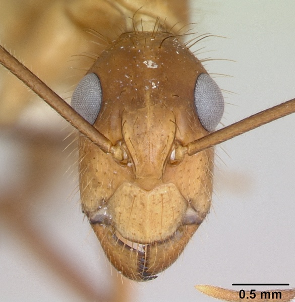 File:Camponotus silvicola casent0173453 head 1.jpg