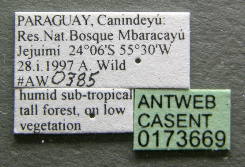 File:Cephalotes clypeatus casent0173669 label 1.jpg