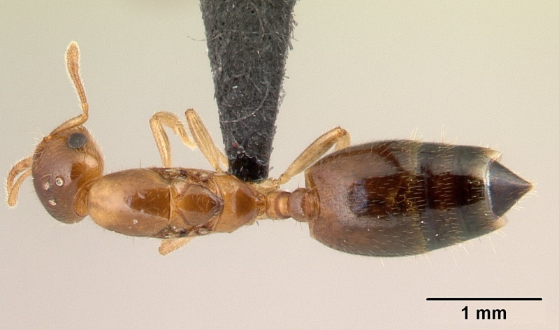 File:Crematogaster rasoherinae casent0136650 dorsal 1.jpg