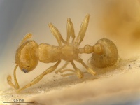 MCZ0000 Ochetomyrmex semipolitus D.jpg