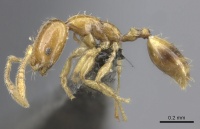 Monomorium trake casent0235531 p 1 high.jpg