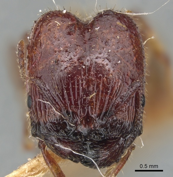 File:Pheidole deserticola casent0904281 h 1 high.jpg