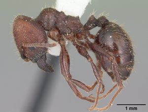 Pheidole obscurithorax casent0104419 profile 1.jpg