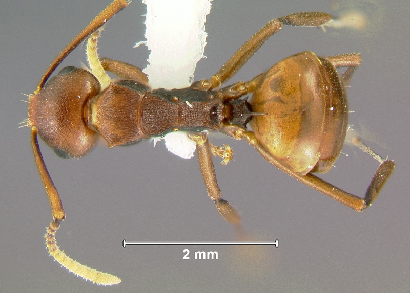 File:Polyrhachis-thrinaxD2.5x.jpg