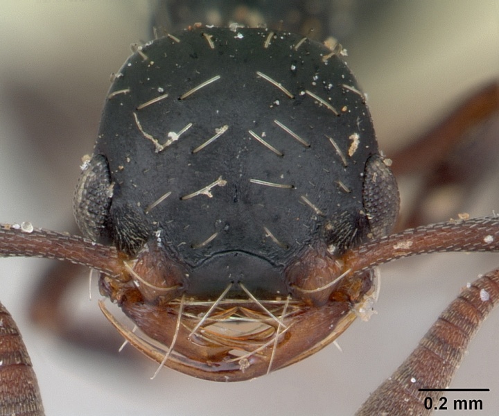 File:Thaumatomyrmex mutilatus casent0173034 head 1.jpg