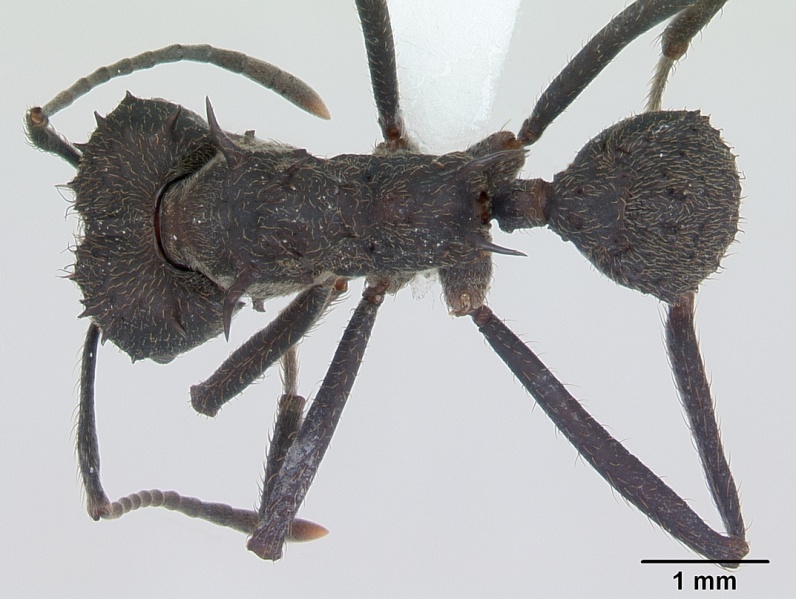 File:Acromyrmex lundii casent0173797 dorsal 1.jpg