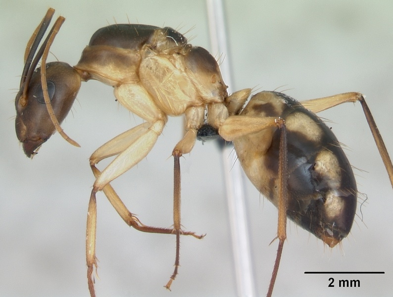 File:Camponotus maculatus casent0125148 profile 1.jpg