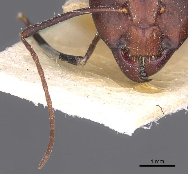 File:Camponotus thoracicus casent0912060 h 2 high.jpg