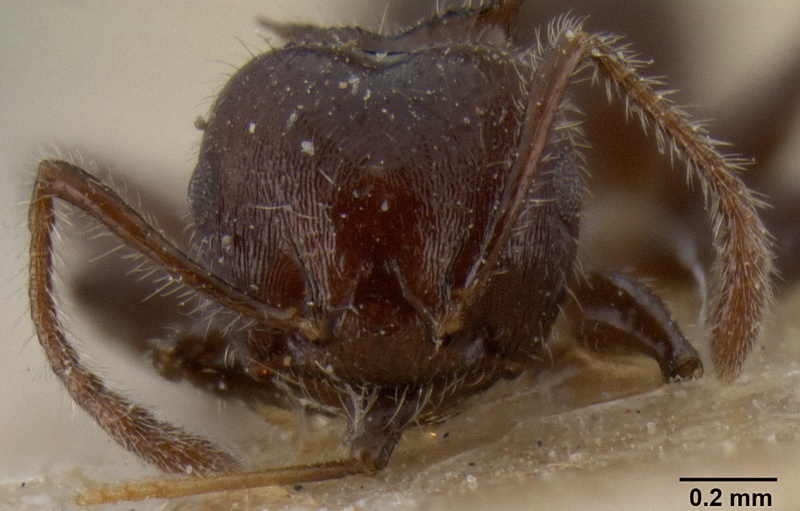 File:Crematogaster flavitarsis casent0171212 h 1 high.jpg