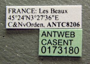 Crematogaster scutellaris casent0173180 label 1.jpg