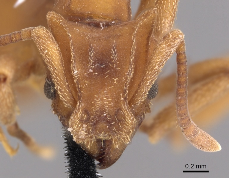 File:Cyphomyrmex auritus casent0901666 h 1 high.jpg