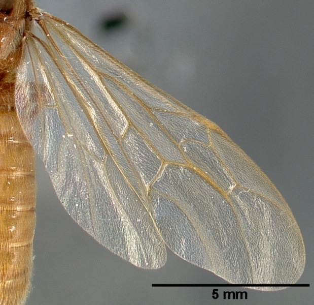 File:Neivamyrmex swainsonii casent0005336 dorsal 2.jpg