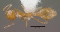 Recurvidris recurvispinosa casent0010681 dorsal 1.jpg