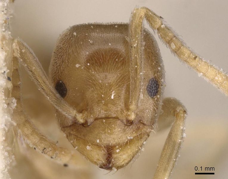 File:Bothriomyrmex communista casent0911470 h 1 high.jpg