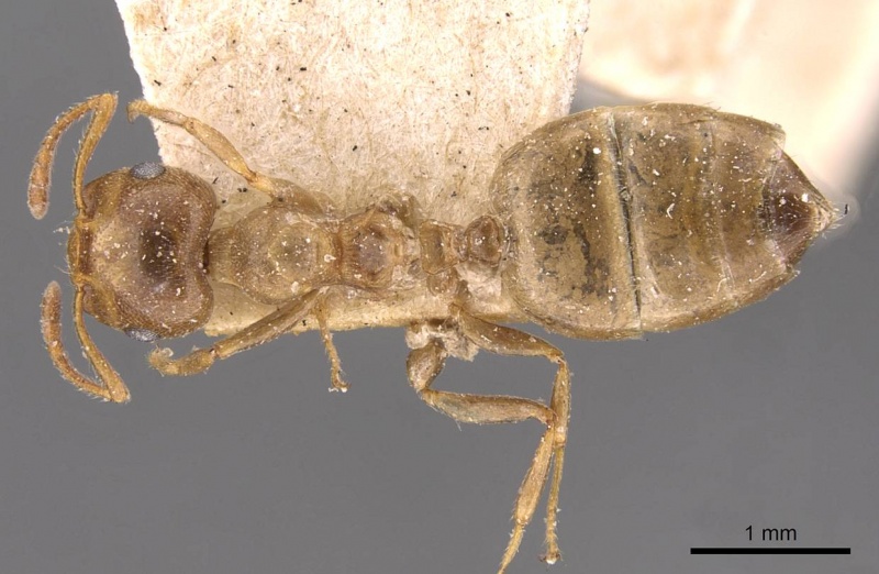 File:Crematogaster acaciae casent0908494 d 1 high.jpg