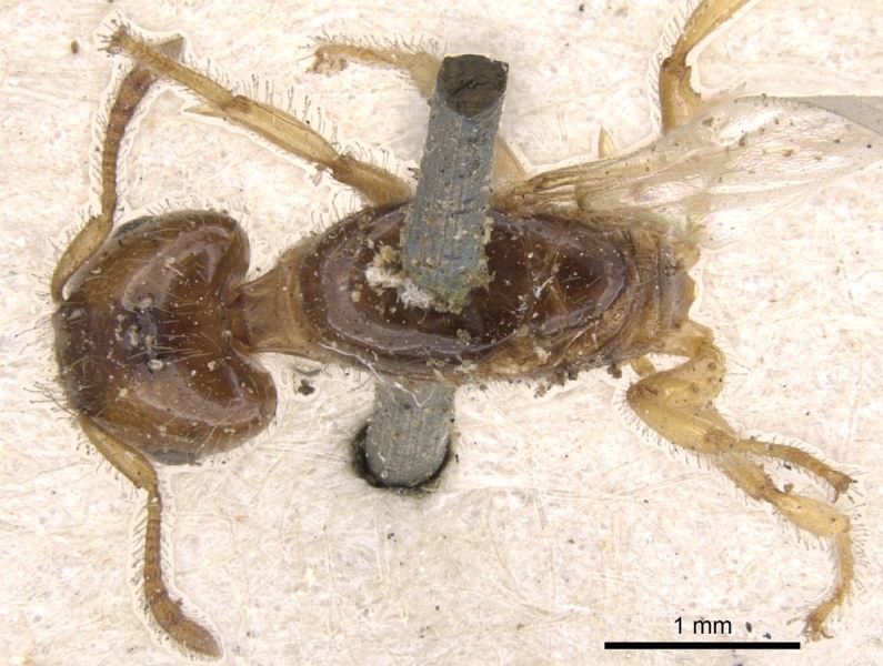 File:Crematogaster laevissima casent0901441 d 1 high.jpg