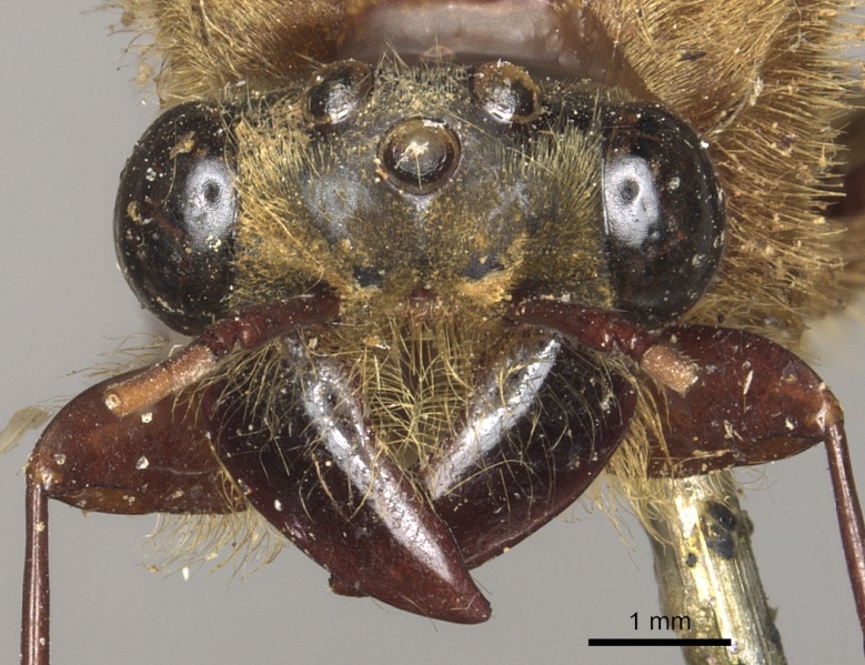 File:Dorylus orientalis casent0901951 h 1 high.jpg