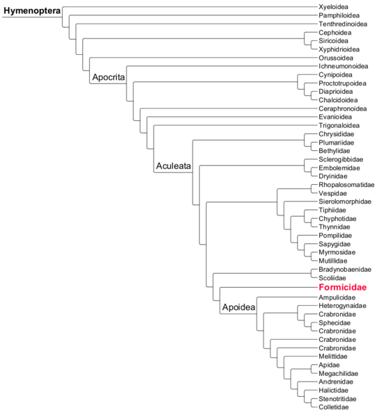 File:Hymenoptera Phylogeny.png