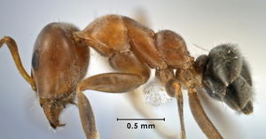 Iridomyrmex splendens side view