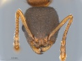 MCZ ENT Temnothorax domrep sp-2 hef.jpg