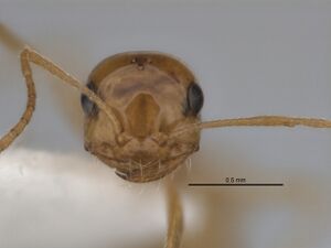 Melophorus chrysus minor head JDM32-004655.jpg