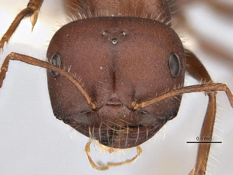 File:Melophorus hirsutipes anic32-900093 h 1 high.jpg