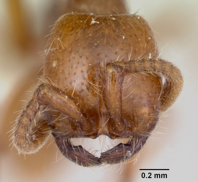 File:Neivamyrmex kiowapache casent0103462 head 1.jpg