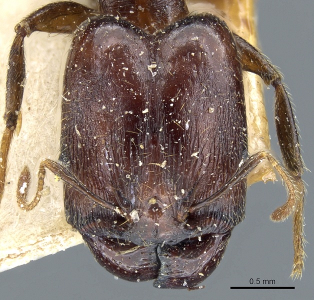 File:Pheidole xocensis casent0904208 h 1 high.jpg