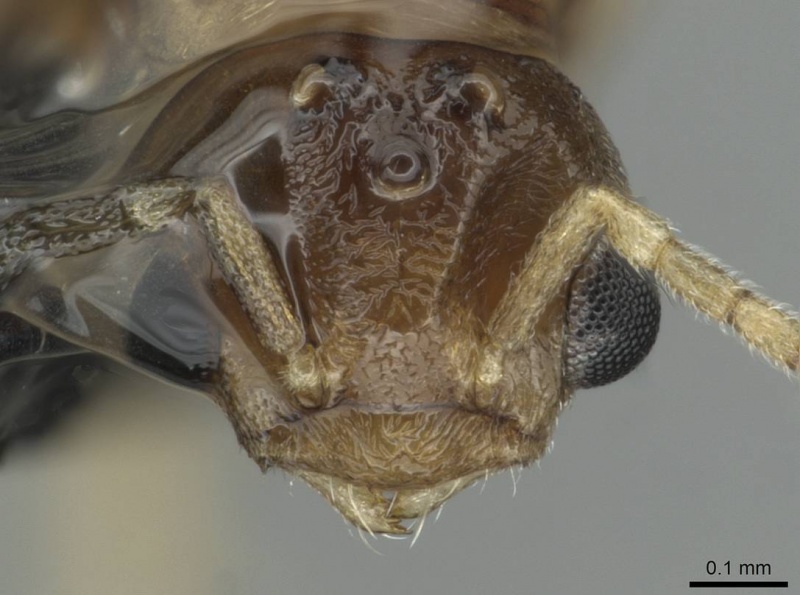 File:Bothriomyrmex syrius casent0913782 h 1 high.jpg