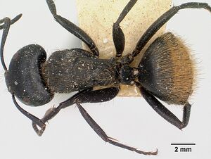 Camponotus darwinii rubropilosus casent0101392 dorsal 1.jpg