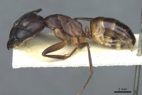 Camponotus foleyi casent0911941 p 1 high.jpg