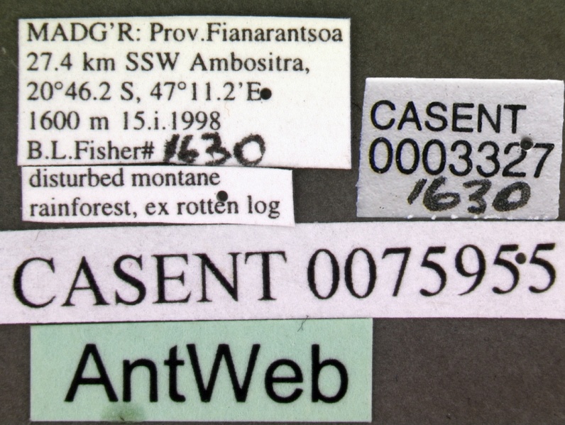 File:Monomorium termitobium casent0003327 label 1.jpg