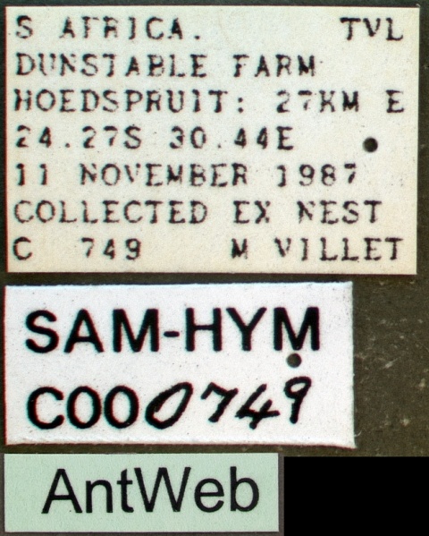 File:Pachycondyla analis sam-hym-c000749a label 1.jpg