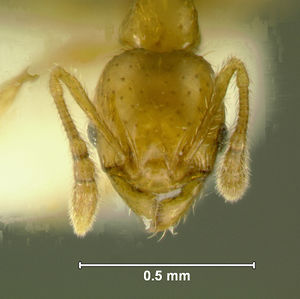 Pheidole-clypeocornismH11.5.jpg